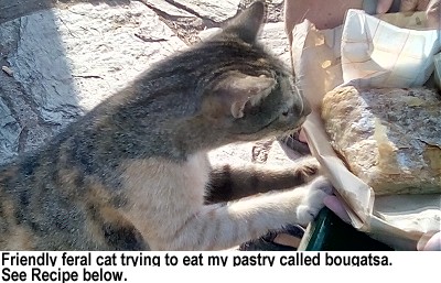 friendly feral cat trying to eat my pastry called bougatsa. See recipe below.
