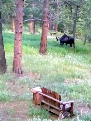 -moose-sm-long-r.jpg - 41315 Bytes