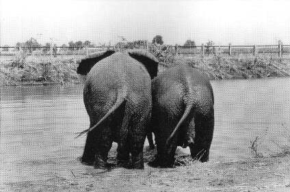 Photo of 2 Elephant posteriors.
