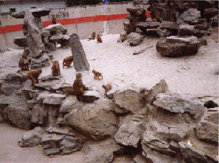 Picture of Rhesus Monkeys