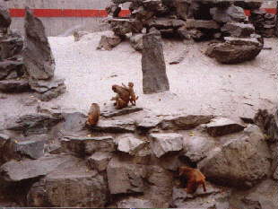 Photo of Rhesus Monkeys at the Beijing Zoo