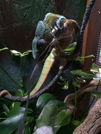 chameleon shooting tongue to catch insect