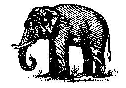 Indian Elephant