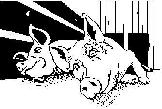 2 Domestic Pigs Enjoying the Mud