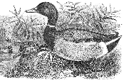 Sue's ducks together