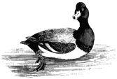 Sue's duck swimming