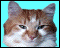 Elisabeth's Printed Matter Cat Icon
