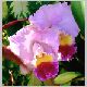 orchid2.jpg