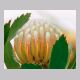 protea1.jpg