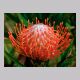 protea4.jpg