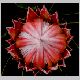 protea5.jpg