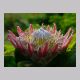 protea6.jpg